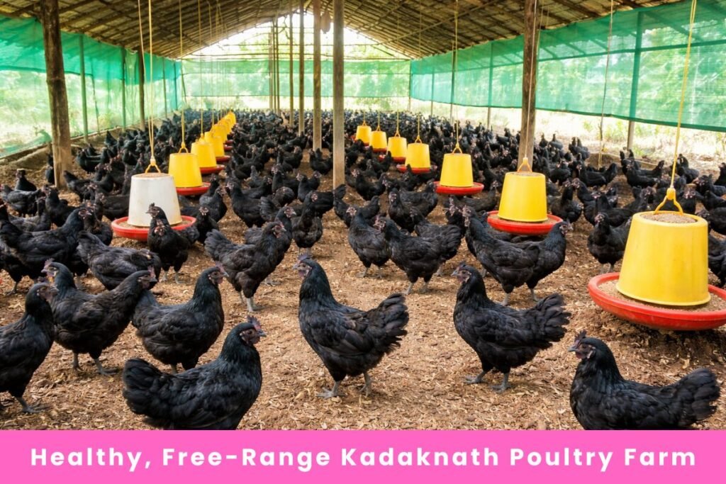 Kadaknath chickens walking inside a large natural poultry farm with feeders and open space.