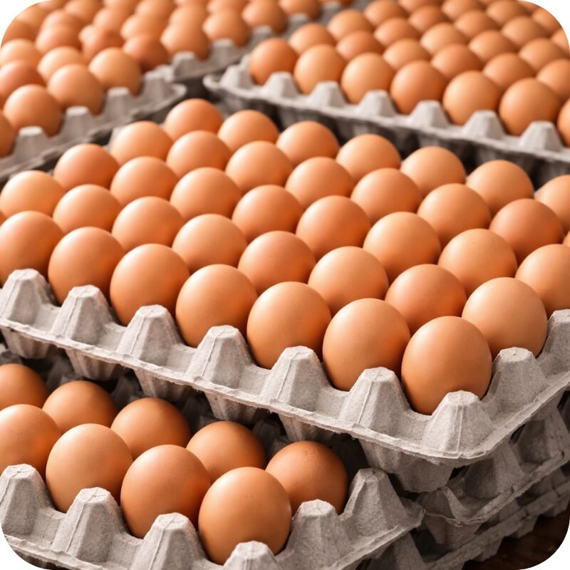 Multiple trays filled with fresh brown eggs arranged side by side.